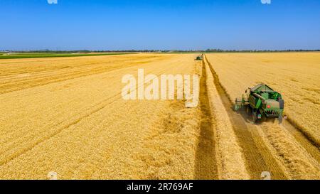 Luftaufnahme über zwei landwirtschaftliche Erntemaschinen, Mähdrescher beim Schneiden und Ernten von reifem Weizen auf landwirtschaftlichen Feldern. Stockfoto