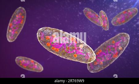 Pestbakterien (Yersinia pestis), Computerdarstellung. Y. pestis sind gram-negative Bakterien aus der Familie der Enterobacteriaceae, sie haben einen Eizoid Stockfoto