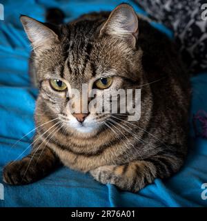 Porträt einer grau-braunen Tabby-Katze. Porträt einer weiblichen Tabby-Katze, die auf dem Bett sitzt. Stockfoto