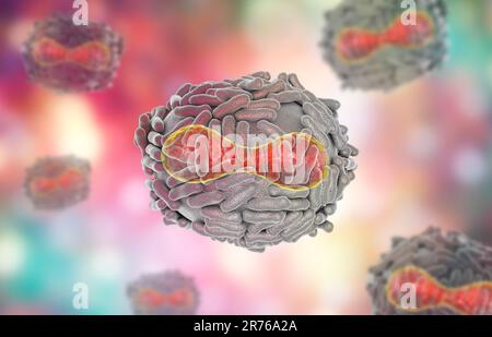 Pockenvirus. Darstellung eines Pocken-(Variola-)Virus. Eine von der Wirtszelle abgeleitete Membran (transparent) bedeckt das Viruspartikel. In dieser Lüge Stockfoto