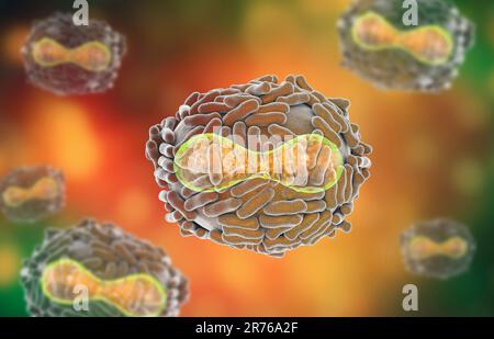 Pockenvirus. Darstellung eines Pocken-(Variola-)Virus. Eine von der Wirtszelle abgeleitete Membran (transparent) bedeckt das Viruspartikel. In dieser Lüge Stockfoto