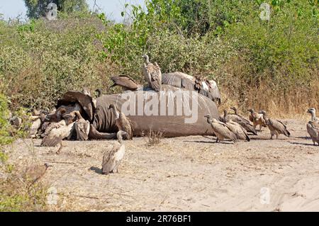 Cape Vultures (Zigeuner Koprotheres) füttern den Elefantenkadaver Chobe-Nationalpark, Botsuana Stockfoto
