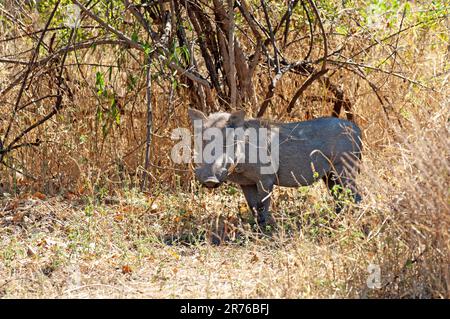 Warthog im Busch, Chobe-Nationalpark, Botsuana Stockfoto