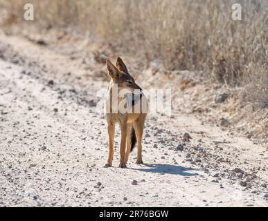 Ein Schakal mit schwarzem Rücken, der auf einer Dreckspur in der südafrikanischen Savanne steht Stockfoto