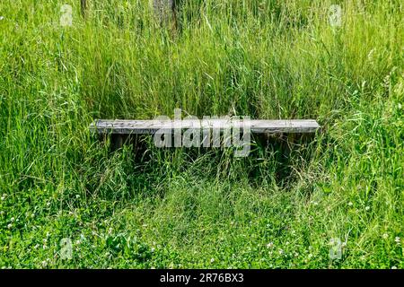 Fotografie auf thematisch alter Holzbank mit Gras überwuchert mit natürlicher Natur im Hintergrund, Foto bestehend aus alter Holzbank bis Gras, flaches altes woo Stockfoto