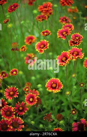 Unglaubliche dunkelrote gelbe Blumen gaillardien wachsen im Sommerpark, Kunstkarte. Stockfoto
