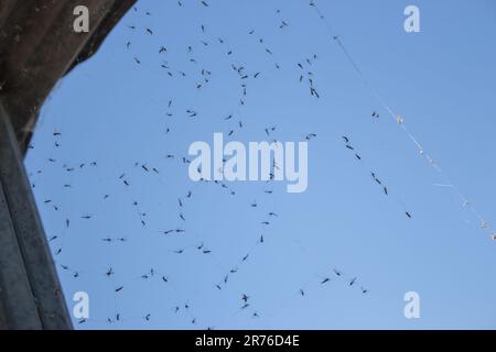 Spinnennetz mit toten Moskitos auf blauem Himmelshintergrund. Insektenleben. Insekten im Spinnennetz. Opferkonzept. Das Konzept der Falle und des Fanggeräts. Kämpfen Sie um Ihr Leben. Stockfoto