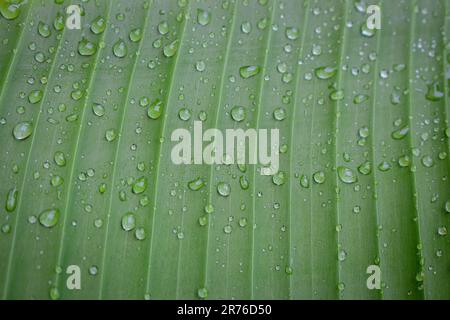 Tau auf grünem Blatt. Wassertropfen auf Bananenblatt. Grünes Blatt mit Tau. Natur nach Regen, aus der Nähe. Frische-Konzept. Natürliche Muster. Stockfoto