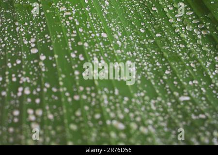 Tau auf grünem Blatt. Wassertropfen auf Bananenblatt. Grünes Blatt mit Tau. Natur nach Regen, aus der Nähe. Frische-Konzept. Natürliche Muster. Stockfoto