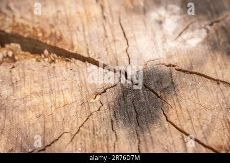 Alter Baumstamm, schließen. Gebrochener Stumpf mit Kreisen. Hartholzhintergrund. Grunge-Holz-Textur. Texturierte Holzoberfläche. Rauer Holzhintergrund. Stockfoto