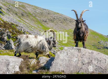 Britische primitive Ziegen in felsigem Gelände auf Glyder Fawr in Eryri Snowdonia natonal Park North Wales UK Stockfoto