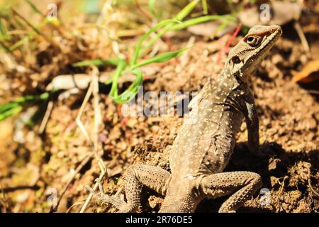 Mutige kleine Eidechse, die in die Kamera schaut. Reptil-Nahaufnahme. Wildnis-Konzept. Gecko auf den Boden. Eidechse im Gras. Wildtierkonzept. Stockfoto