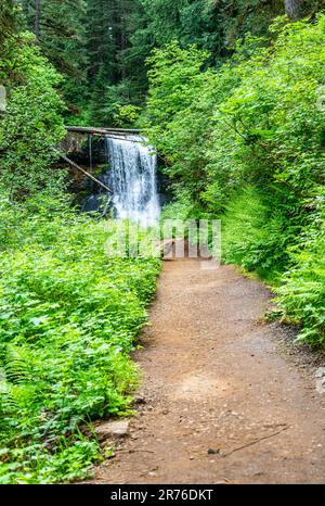 Der Silver Falls State Park im Bundesstaat Oregon führt zu den Upper North Falls. Stockfoto