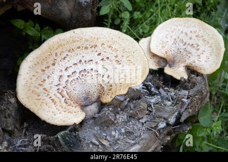 Nahaufnahme von Riesenpilzen, Pilze wachsen auf alten toten Bäumen im Wald. Stockfoto