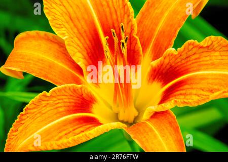 Orange Day-Lily wächst wild auf einer Wiese in Pennsylvania. Stockfoto