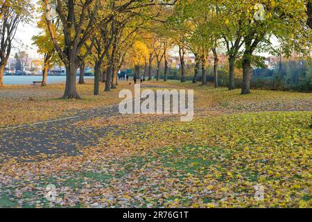 In Ilford im Osten Londons ist morgens ein Park mit Herbstfarbe teilweise frostig zu sehen. Stockfoto