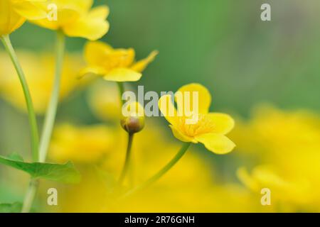 Marsh Marigold (Caltha palustris) – Nahaufnahme von Blumen auf Pflanzen, die am Rande eines Gartenteichs in Berwickshire, Schottland, wachsen Stockfoto