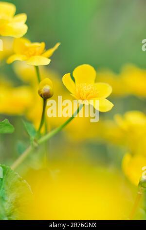 Marsh Marigold (Caltha palustris) – Nahaufnahme von Blumen auf Pflanzen, die am Rande eines Gartenteichs in Berwickshire, Schottland, wachsen Stockfoto