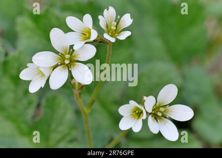 Meadow Saxifrage (Saxifraga granulata) Nahaufnahme von Pflanzen, die auf „unverbessertem“ Weideland wachsen, schottische Grenzen, Schottland, Juni 2021 Stockfoto