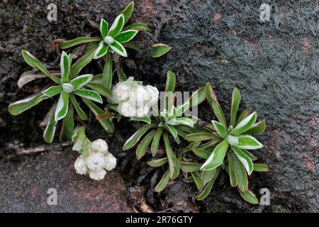 Mountain Everlasting (Antennaria dioica) Nahaufnahme einer blühenden Pflanze, die in einer Felsspalte am Ufer von Loch Maree, Beinn Eighe, Schottland wächst Stockfoto