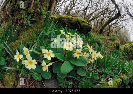 Primrose (Primula vulgaris) im Haselholz im RSPB-Naturschutzgebiet Loch Gruinart, Isle of Islay, Hebriden, Schottland, April 2007 Stockfoto