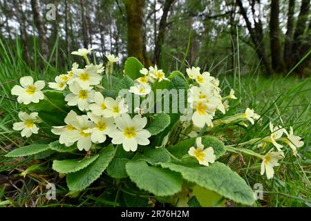 Primrose (Primula vulgaris) Blumenklumpen, die in der Nähe des Besucherzentrums wachsen, Beinn Eighe NNR, Kinlochewe, Schottland, Mai 2022 Stockfoto