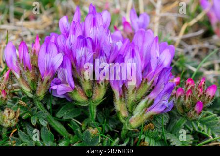 Lila Milchwicke (Astragalus danicus) in Flower, St. Abbs Head National Nature Reserve, Berwickshire, Schottland, Juni 2010 Stockfoto