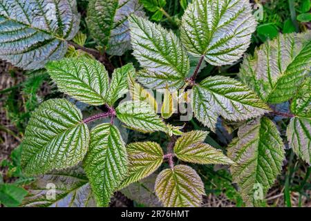 Allegheny Brombeere geht mitten im Sommer im Nordosten Pennsylvania. Stockfoto