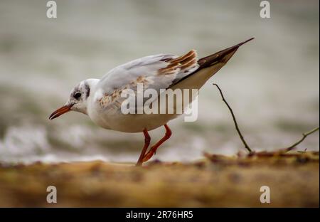 Möwe am Ufer Stockfoto