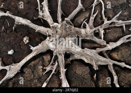 Scots Pine (Pinus sylvestris) exponierte Wurzeln und Stumpf, konserviert in Torf, Inverness-shire, Schottland, September 2017. Stockfoto