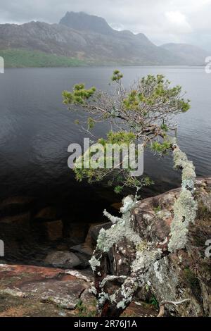 Schottischer Kiefernbaum (Pinus sylvestris) mit Stamm und Zweigen bedeckt mit Kreuzflechten, Loch Maree, Schottland Stockfoto