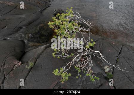 Schottischer Kiefernbaum (Pinus sylvestris) in einer Felsspalte am Ufer von Loch Maree, Beinn Eighe NNR, Kinlochewe, Schottland, Mai 2022 Stockfoto