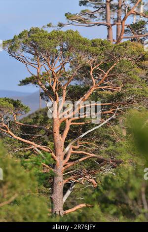 Scots Pine (Pinus sylvestris), reifer Baum, fotografiert vom Woodland Trail, Beinn Eighe NNR, Kinlochewe, Schottland, Mai 2022 Stockfoto