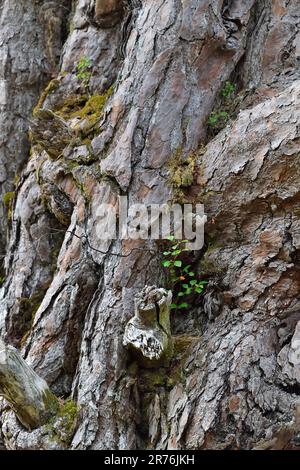 Schottische Kiefer (Pinus sylvestris) Rinde auf einem reifen Baum mit Birkenkeimlingen, die in Spalten wachsen, Beinn Eighe NNR, Schottland Stockfoto