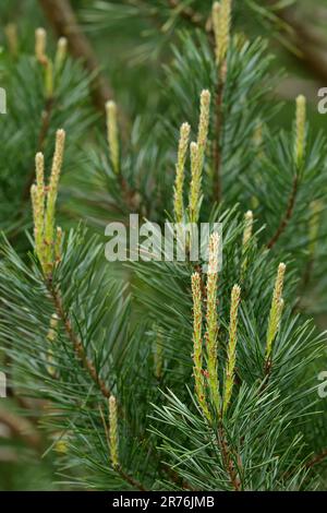 Schottische Kiefer (Pinus sylvestris) mit frischem Wachstum auf jungen Bäumen neben dem Besucherzentrum, Beinn Eighe NNR, Kinlochewe, Schottland, Mai 2022 Stockfoto