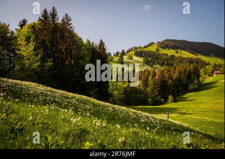 Landschaft mit Bergen und Himmel. Weiße Narzissen blühen im Frühling. Narcissus poeticus. Fasanenauge. Montreux, Les Avants, Vaud, Schweiz. Stockfoto
