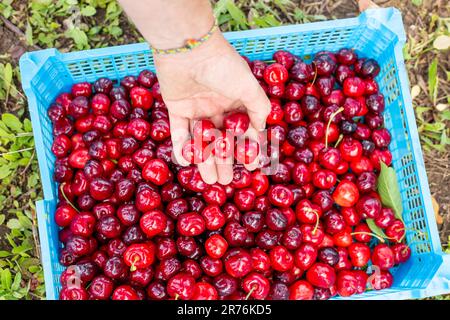 Der Beerenpflücker packt reife rote Kirschen in eine Schachtel. Ernte auf dem Hof. Stockfoto