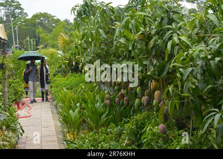 Dhaka. 13. Juni 2023. Besucher sehen Pflanzen auf einer Baummesse in Dhaka, Bangladesch, 13. Juni 2023. Eine einmonatige Baummesse mit dem Titel "National Tree Fair" wurde hier am 5. Juni in Dhaka gestartet. Kredit: Xinhua/Alamy Live News Stockfoto