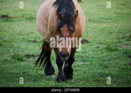 Fokussiert auf Fohlen, Pferde, die an sonnigen Tagen auf grüner Wiese weiden Stockfoto