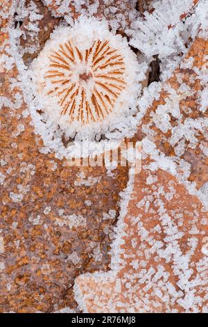Nahtstrukturierter Hintergrund von rauen, unebenen versteinerten Korallen mit Rissen und Löchern, die mit Salz in der Natur bedeckt sind Stockfoto