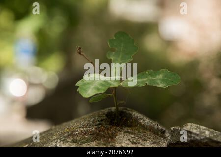 Frisch gezüchtete Eiche auf Steinzaun-Nahaufnahme Stockfoto