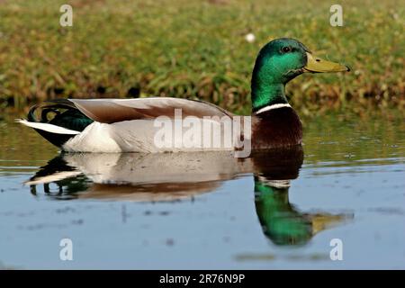 Mallard (Anas platyrhynchos) männlicher Erwachsener, der im Teich Eccles-on-Sea, Norfolk, Großbritannien, schwimmt. April Stockfoto