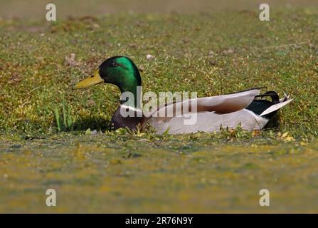 Mallard (Anas platyrhynchos) männlicher Erwachsener, der in einem gut vegetierten Teich Eccles-on-Sea, Norfolk, Großbritannien, schwimmt. April Stockfoto