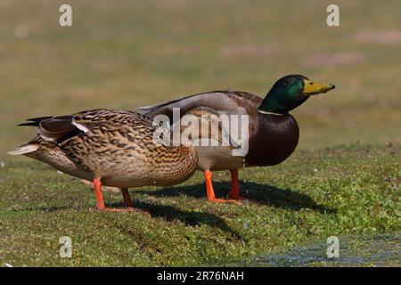 Mallard (Anas platyrhynchos) trinkt aus dem Teich Eccles-on-Sea, Norfolk, Großbritannien. April Stockfoto