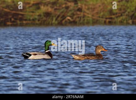 Mallard (Anas platyrhynchos) auf dem Teich Eccles-on-Sea, Norfolk, Vereinigtes Königreich. Dezember Stockfoto