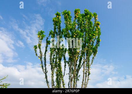 Sibirischer Erbbaum, Caragana arborescens „globosa“, Strauch, Laubbäume, Pflanze Stockfoto