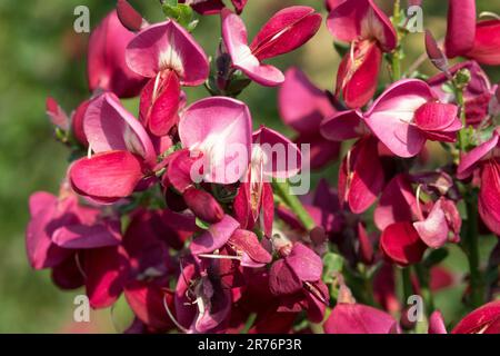 Nahaufnahme, Blume, Besen, Cytisus „Boskoop Ruby“, Rot, Scotch Besen, Cytisus x boskoopii Stockfoto