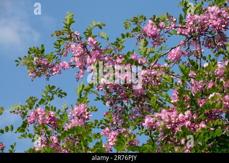 Robinia pseudoacia „Casque Rouge“, Blumenstrauß Robinia „Casque Rouge“ Stockfoto