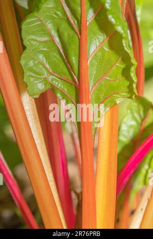 Regenbogen-schweizer Mangold, der in einem Sommergarten wächst. Stockfoto