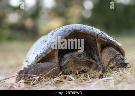 Frontalansicht einer gewöhnlichen Schnappschildkröte, Chelydra serpentina, in einem Wald im Osten von Texas, Stockfoto